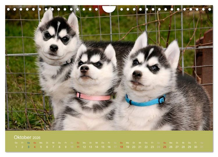 Produktbild: Husky Welpen (Wandkalender 2026 DIN A4 quer), CALVENDO Monatskalender