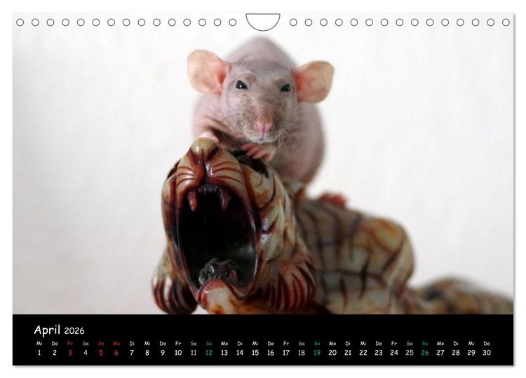 Produktbild: Fellnasen. Die bunte Welt der Farbratten. (Wandkalender 2026 DIN A4 quer), CALVENDO Monatskalender