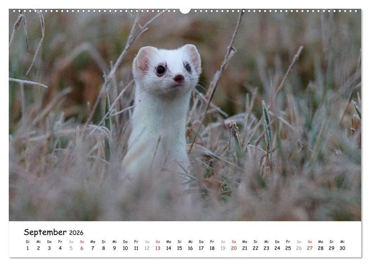 Produktbild: Hermelin - das wieselflinke Raubtier (hochwertiger Premium Wandkalender 2026 DIN A2 quer), Kunstdruck in Hochglanz