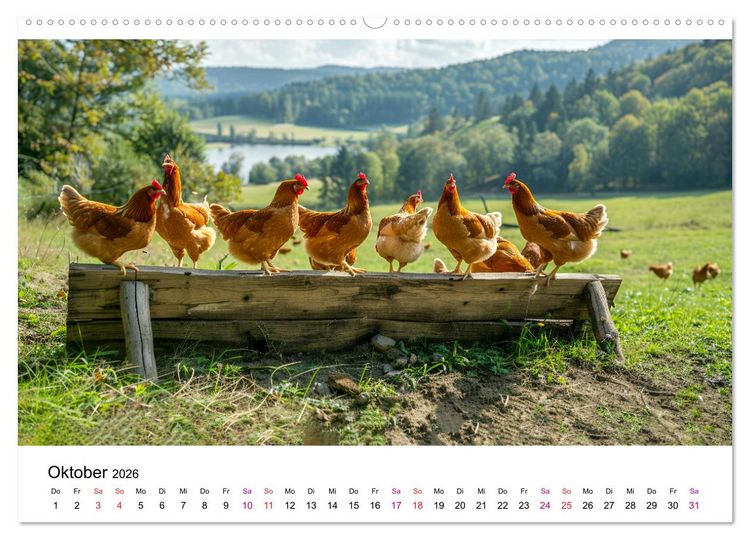 Produktbild: H&uuml;hner Federvieh (Wandkalender 2026 DIN A2 quer), CALVENDO Monatskalender