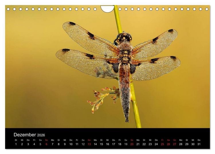 Produktbild: Libellen im Ried (Wandkalender 2026 DIN A4 quer), CALVENDO Monatskalender