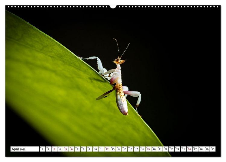 Produktbild: Im Bann der Mantis (hochwertiger Premium Wandkalender 2026 DIN A2 quer), Kunstdruck in Hochglanz