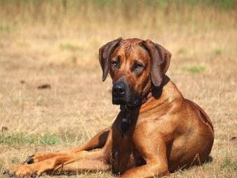Produktbild: CALVENDO Puzzle Ein Motiv aus dem Kalender Ridgebacks - Hunde aus Afrika | 1000 Teile Lege-Gr&ouml;&szlig;e 64x48cm Foto-Puzzle f&uuml;r gl&uuml;ckliche Stunden