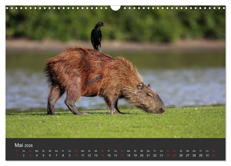 Produktbild: Wildlife Pantanal 2026 (Wandkalender 2026 DIN A3 quer), CALVENDO Monatskalender