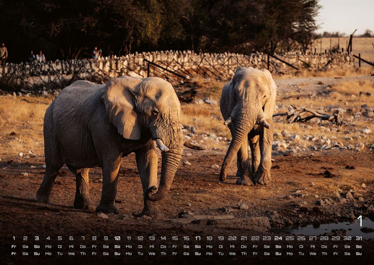 Produktbild: Elefanten - einzigartige Giganten - 2027 - Kalender DIN A2
