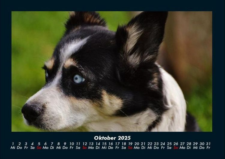 Produktbild: Welt der Tiere 2025 Fotokalender DIN A4