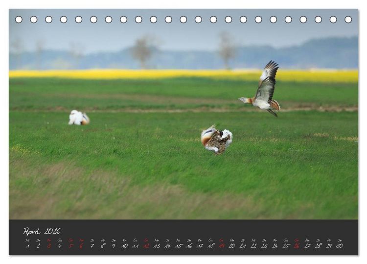 Produktbild: Natur erleben Seewinkel-Neusiedlersee (Tischkalender 2026 DIN A5 quer), CALVENDO Monatskalender