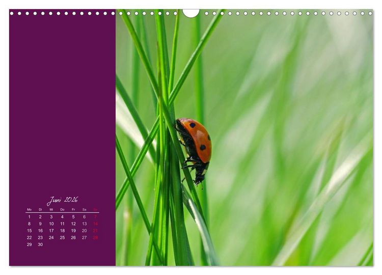 Produktbild: Momente des Gl&uuml;cks (Wandkalender 2026 DIN A3 quer), CALVENDO Monatskalender