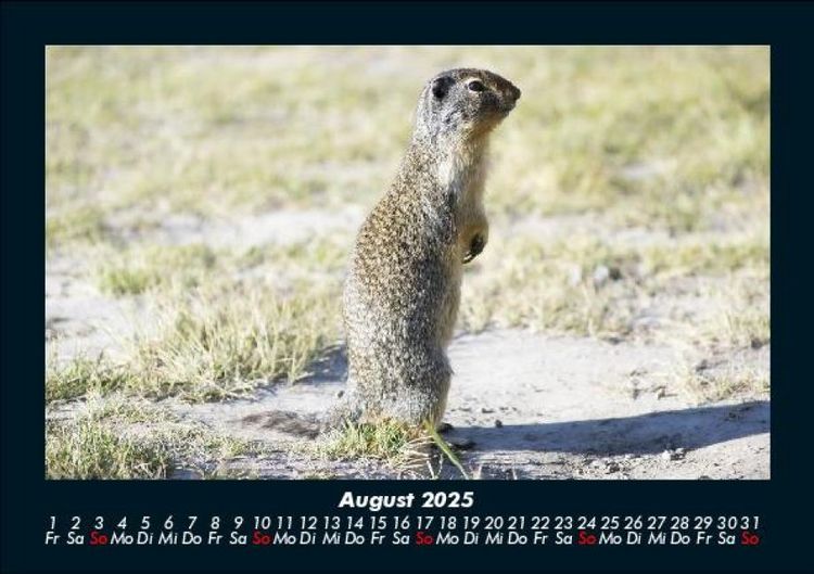 Produktbild: Tiere in der Wildnis 2025 Fotokalender DIN A5