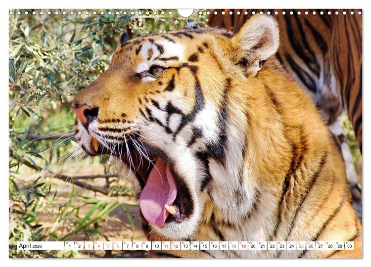 Produktbild: TIGER IMPRESSIONEN Gestreifte Seltenheit auf unserer Erde (Wandkalender 2026 DIN A3 quer), CALVENDO Monatskalender
