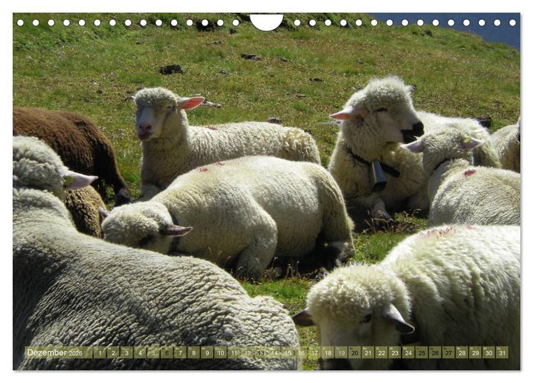 Produktbild: Schafe - soweit das Auge reicht (Wandkalender 2026 DIN A4 quer), CALVENDO Monatskalender