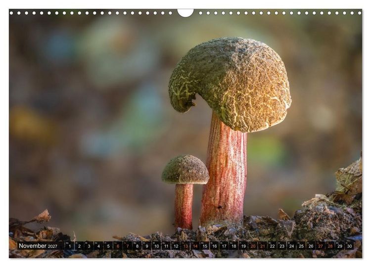 Produktbild: Kunstgalerie Wald - die verborgene Welt der Pilze (Wandkalender 2027 DIN A3 quer), CALVENDO Monatskalender