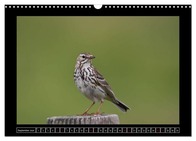 Produktbild: Niederrheinische Vogelwelt (Wandkalender 2026 DIN A3 quer), CALVENDO Monatskalender