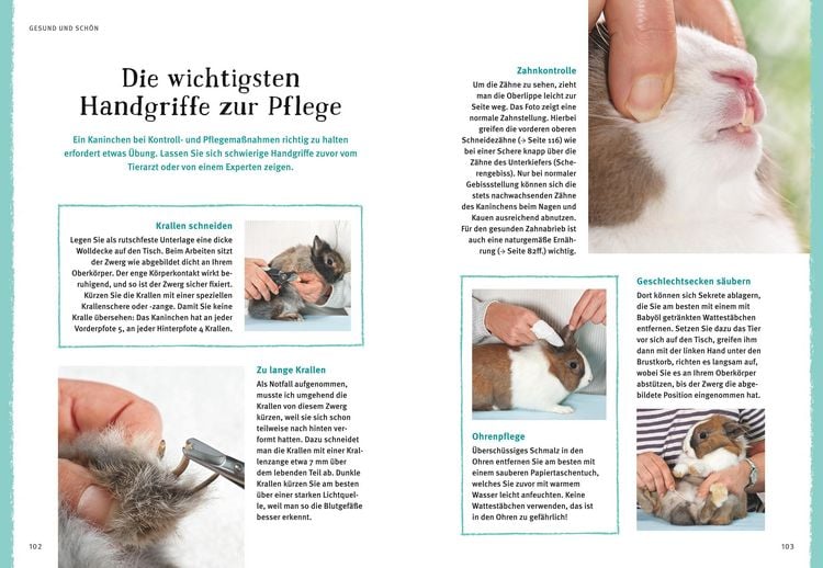 Produktbild: Liebenswerte Zwergkaninchen