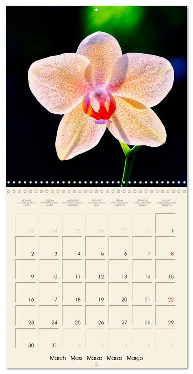 Produktbild: Butterfly orchids in high fidelity (Wall Calendar 2026 12 &times; 12 Inch) CALVENDO 12 Month Wall Calendar