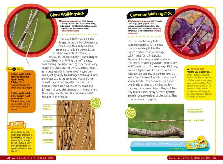 Produktbild: Ultimate Explorer Field Guide: Insects