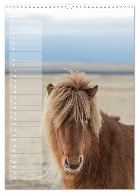 Produktbild: Mein ISLANDPFERDE Planer - Geburtstage, Hof-Feste, Turniere (Wandkalender 2026 DIN A3 hoch), CALVENDO Monatskalender