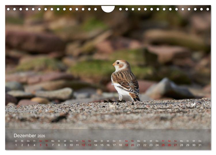 Produktbild: Wilde Vogelwelt Helgoland (Wandkalender 2026 DIN A4 quer), CALVENDO Monatskalender