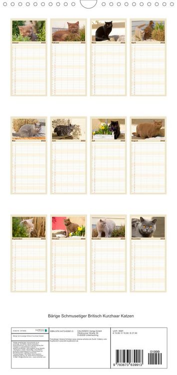Produktbild: Familienplaner B&auml;rige Schmusetiger - Britisch Kurzhaar Katzen (Wandkalender 2022 , 21 cm x 45 cm, hoch)