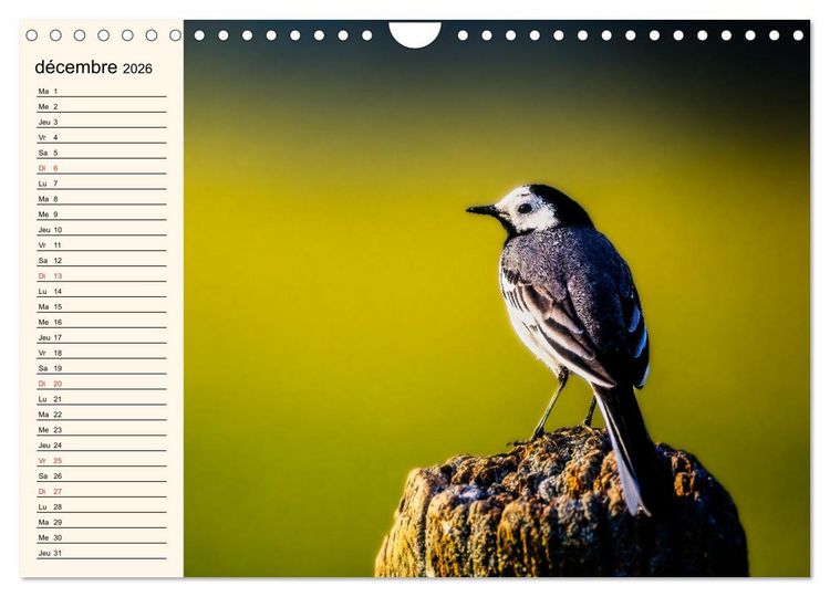 Produktbild: Notre nature sauvage, les passereaux d'Europe (Calendrier mural 2026 DIN A4 vertical), CALVENDO calendrier mensuel