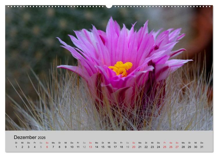 Produktbild: Bl&uuml;tensymphonie - Kakteen und Sukkulenten (hochwertiger Premium Wandkalender 2026 DIN A2 quer), Kunstdruck in Hochglanz