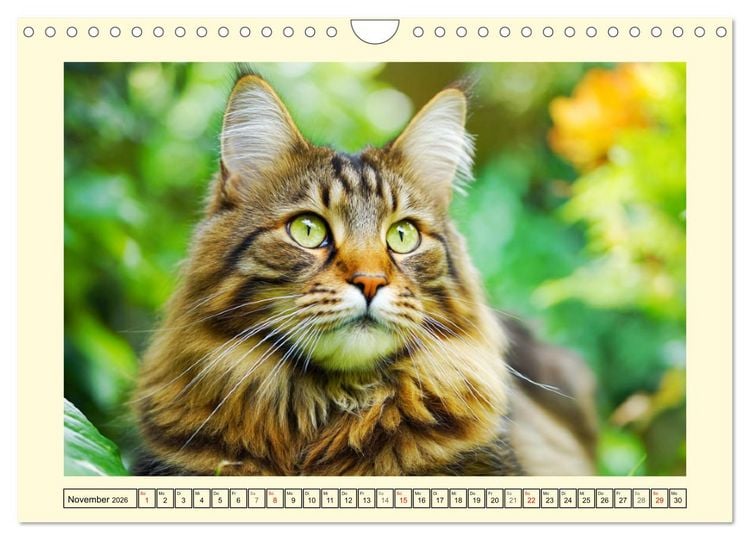 Produktbild: Sch&ouml;ne Katzen. Beliebte Samtpfoten im Garten (Wandkalender 2026 DIN A4 quer), CALVENDO Monatskalender