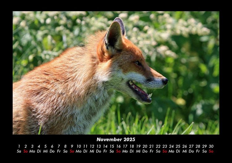 Produktbild: Waldbewohner 2025 Fotokalender DIN A3