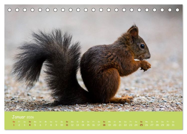 Produktbild: Eichh&ouml;rnchen - die s&uuml;&szlig;en Nussknacker (Tischkalender 2026 DIN A5 quer), CALVENDO Monatskalender
