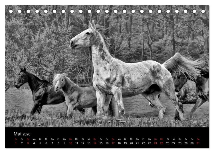 Produktbild: Pferde 2026 Wild Thing (Tischkalender 2026 DIN A5 quer), CALVENDO Monatskalender