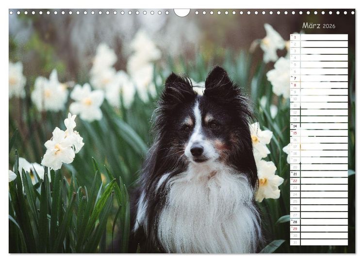 Produktbild: Shetland Sheepdogs Blacky, Anry, Mojo 2026 (Wandkalender 2026 DIN A3 quer), CALVENDO Monatskalender