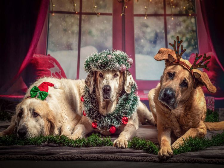 Produktbild: CALVENDO Puzzle Die drei heiligen Hundek&ouml;nige | 1000 Teile Lege-Gr&ouml;&szlig;e 64x48cm Foto-Puzzle f&uuml;r gl&uuml;ckliche Stunden