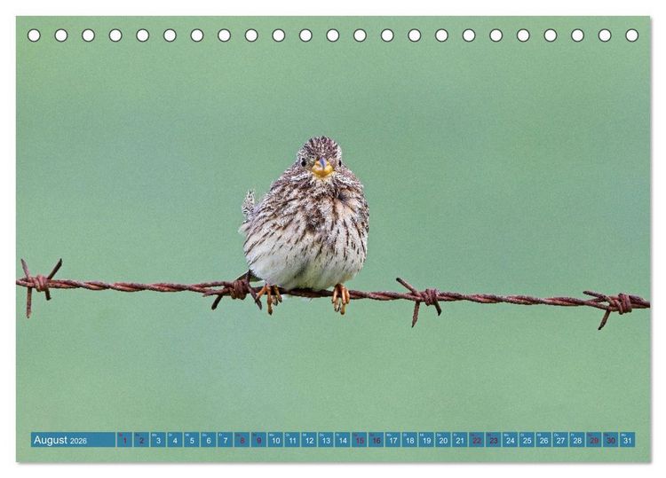 Produktbild: V&ouml;gel der Algarve (Tischkalender 2026 DIN A5 quer), CALVENDO Monatskalender