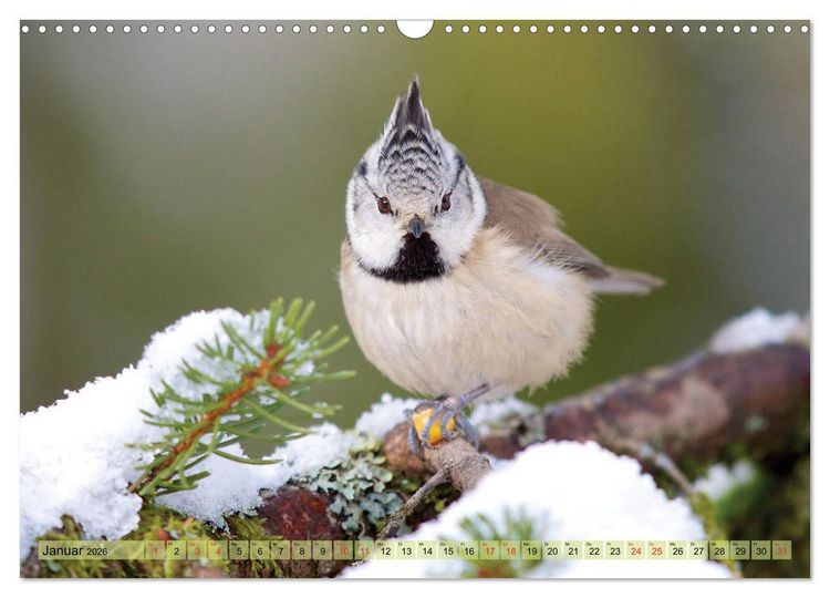 Produktbild: Steckbriefe einheimischer V&ouml;gel (Wandkalender 2026 DIN A3 quer), CALVENDO Monatskalender