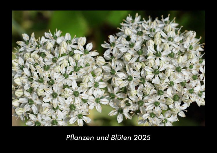 Produktbild: Pflanzen und Bl&uuml;ten 2025 Fotokalender DIN A3