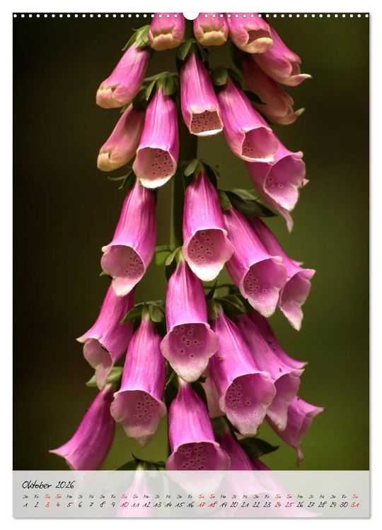 Produktbild: Florale Meisterwerke der Natur (hochwertiger Premium Wandkalender 2026 DIN A2 hoch), Kunstdruck in Hochglanz