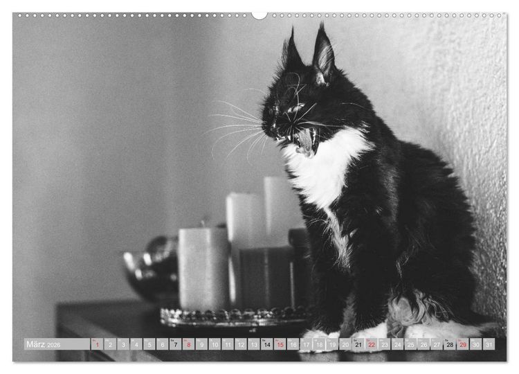 Produktbild: Katzen Pers&ouml;nlichkeiten 2026 (Wandkalender 2026 DIN A2 quer), CALVENDO Monatskalender