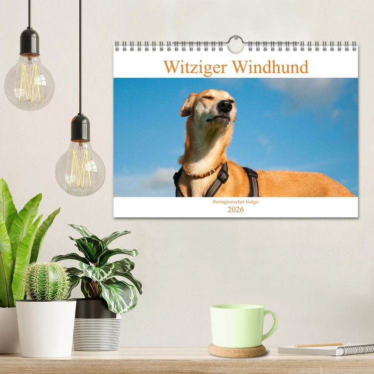 Produktbild: Witziger Windhund - Portugiesischer Galgo (Wandkalender 2026 DIN A4 quer), CALVENDO Monatskalender