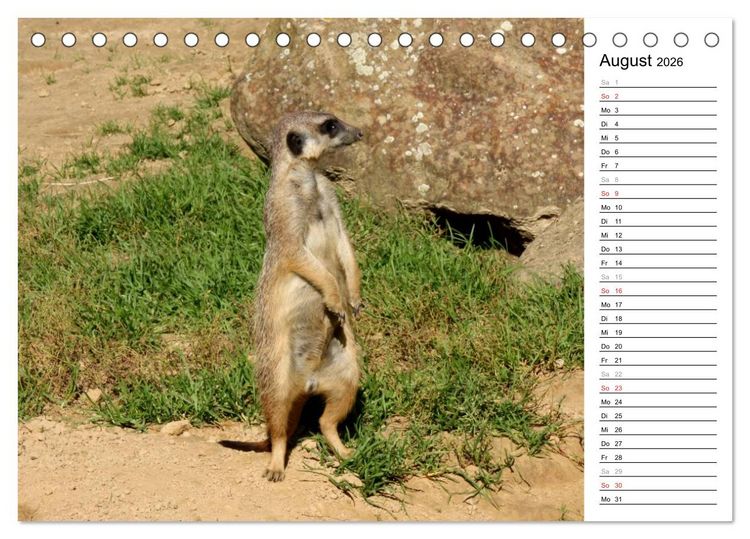 Produktbild: Erdm&auml;nnchen - Die Kobolde im Tierreich (Tischkalender 2026 DIN A5 quer), CALVENDO Monatskalender