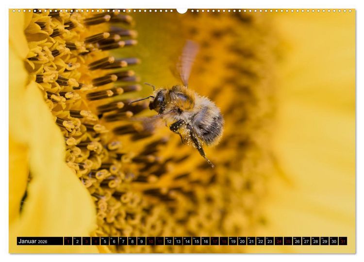 Produktbild: Hummeln - Flugaufnahmen eines faszinierenden Insekts (hochwertiger Premium Wandkalender 2026 DIN A2 quer), Kunstdruck in Hochglanz