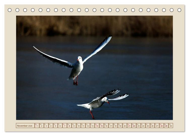 Produktbild: V&ouml;gel am Chemnitzer Schlossteich (Tischkalender 2026 DIN A5 quer), CALVENDO Monatskalender