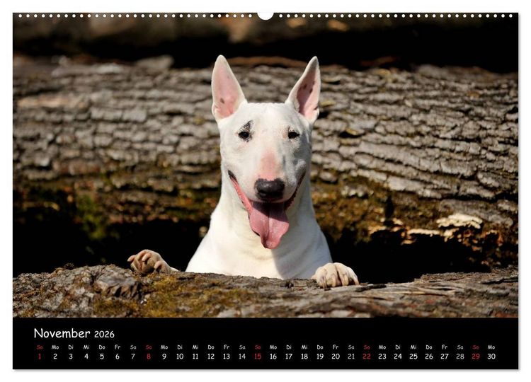 Produktbild: Bullterrier? Was sonst! (hochwertiger Premium Wandkalender 2026 DIN A2 quer), Kunstdruck in Hochglanz