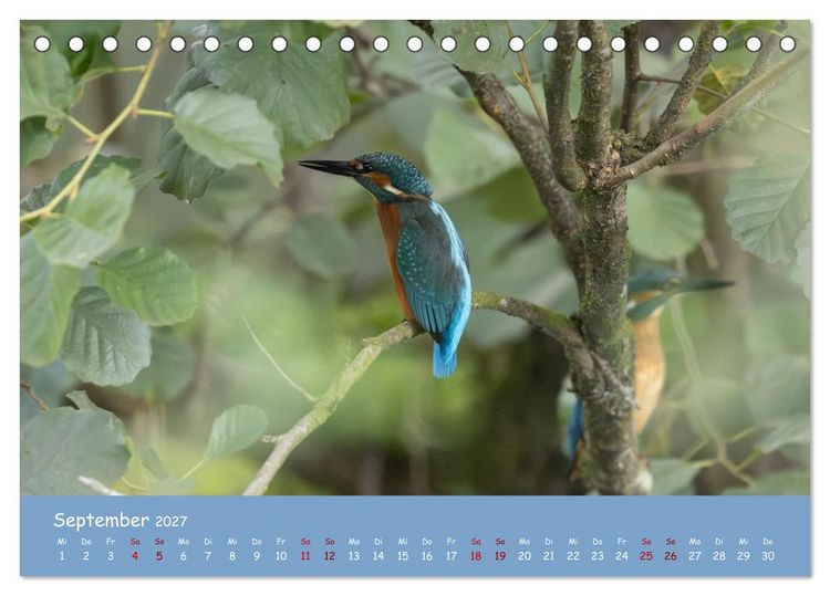 Produktbild: Alcedo atthis. Der Eisvogel (Tischkalender 2027 DIN A5 quer), CALVENDO Monatskalender