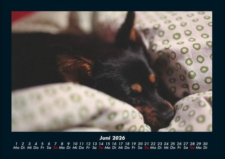 Produktbild: Hunde 2026 Fotokalender DIN A4