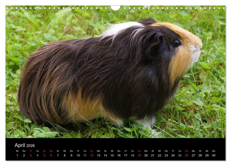 Produktbild: Die Welt der Haustiere (Wandkalender 2026 DIN A3 quer), CALVENDO Monatskalender