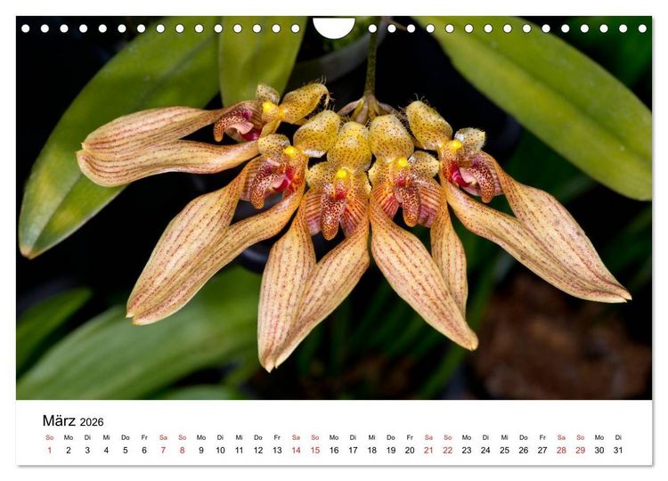 Produktbild: Vielfalt der Orchideen (Wandkalender 2026 DIN A4 quer), CALVENDO Monatskalender