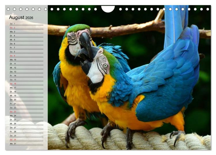 Produktbild: Papageien. Bunt, laut und klug (Wandkalender 2026 DIN A4 quer), CALVENDO Monatskalender