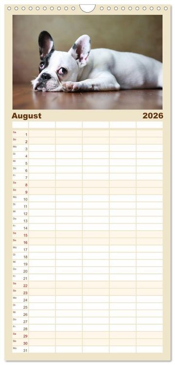 Produktbild: Familienplaner 2026 - Charme auf vier Pfoten - Franz&ouml;sische Bulldoggen Portraits mit 5 Spalten (Wandkalender, 21 x 45 cm) CALVENDO
