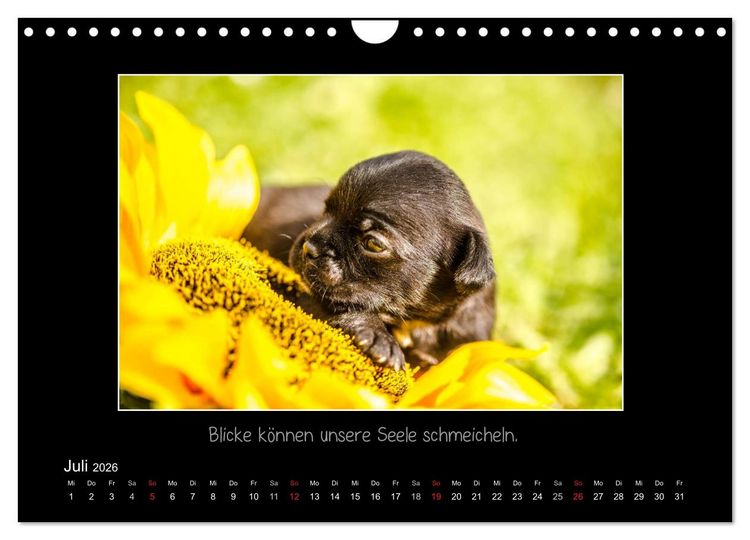 Produktbild: M&ouml;pse 2026 (Wandkalender 2026 DIN A4 quer), CALVENDO Monatskalender