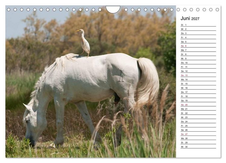 Produktbild: Pferde der Camargue &ndash; Schimmel im Rh&ocirc;nedelta (Wandkalender 2027 DIN A4 quer), CALVENDO Monatskalender