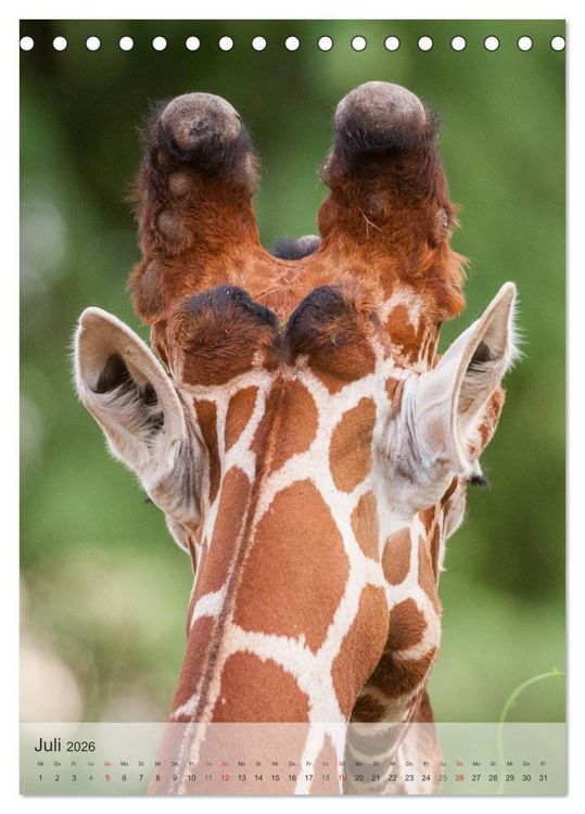 Produktbild: Emotionale Momente: Giraffen, die h&ouml;chsten Tiere der Welt. (Tischkalender 2026 DIN A5 hoch), CALVENDO Monatskalender